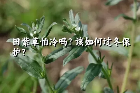 田紫草怕冷吗？该如何过冬保护？