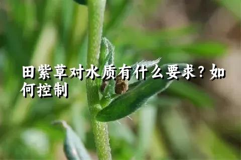 田紫草对水质有什么要求？如何控制