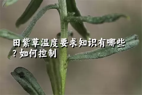 田紫草温度要求知识有哪些？如何控制