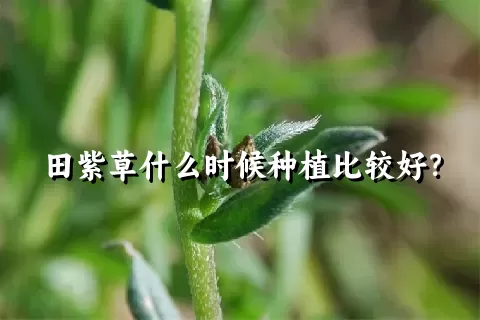 田紫草什么时候种植比较好？