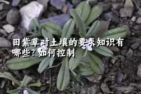 田紫草对土壤的要求知识有哪些？如何控制