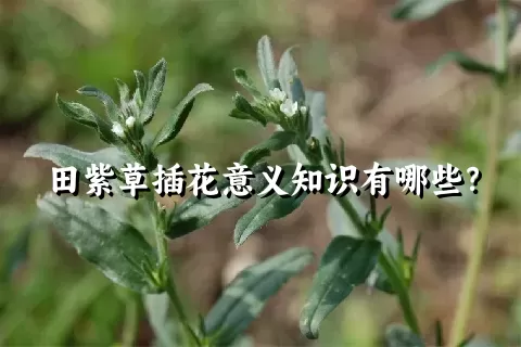 田紫草插花意义知识有哪些？