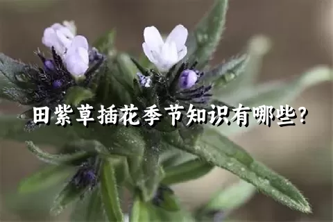 田紫草插花季节知识有哪些？