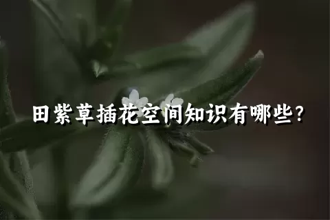 田紫草插花空间知识有哪些？