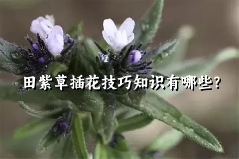 田紫草插花技巧知识有哪些？