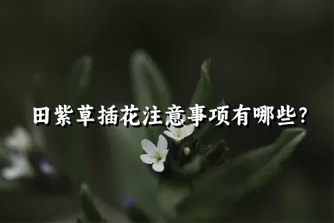 田紫草插花注意事项有哪些？