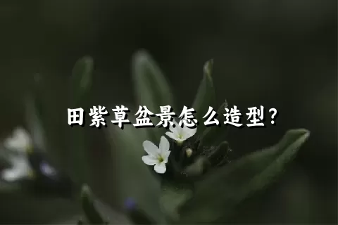 田紫草盆景怎么造型？