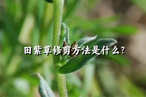 田紫草修剪方法是什么？