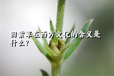 田紫草在西方文化的含义是什么？