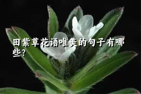 田紫草花语唯美的句子有哪些？