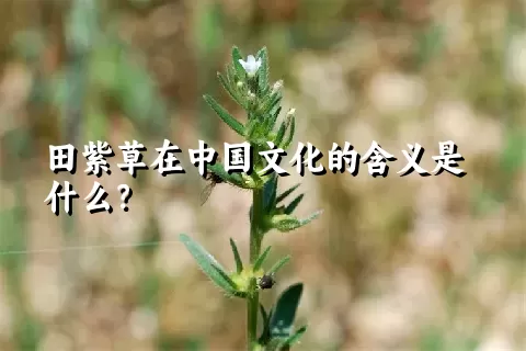 田紫草在中国文化的含义是什么？