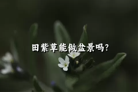 田紫草能做盆景吗？