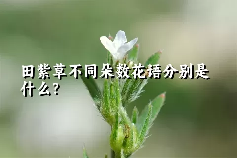 田紫草不同朵数花语分别是什么？