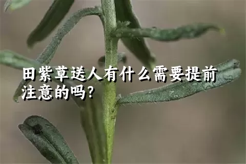 田紫草送人有什么需要提前注意的吗？