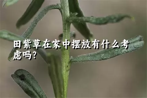 田紫草在家中摆放有什么考虑吗？