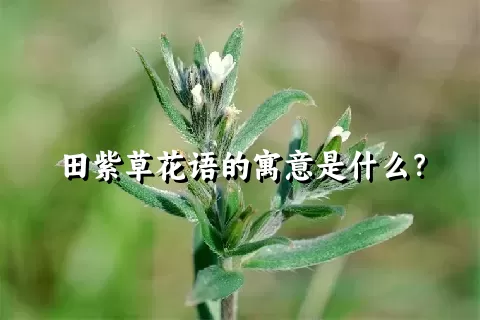 田紫草花语的寓意是什么？