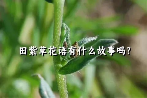 田紫草花语有什么故事吗？