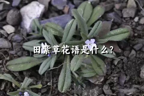 田紫草花语是什么？