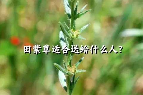 田紫草适合送给什么人？