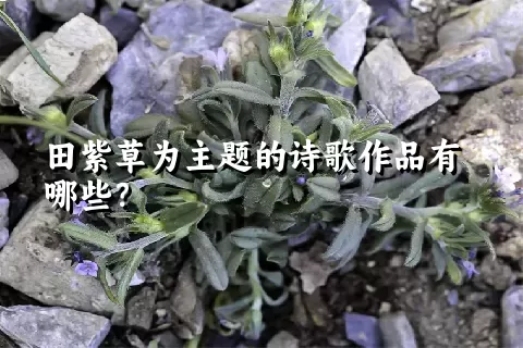 田紫草为主题的诗歌作品有哪些？