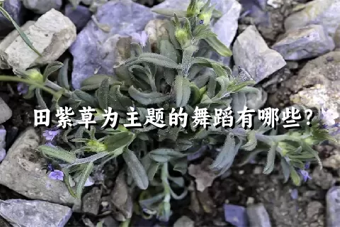 田紫草为主题的舞蹈有哪些？