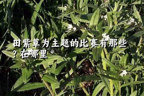 田紫草为主题的比赛有那些？在哪里