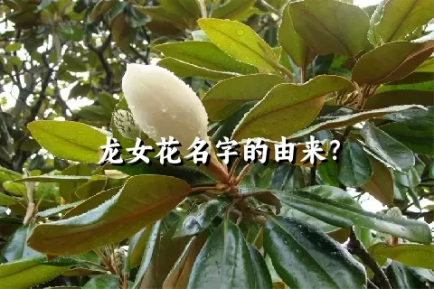 龙女花名字的由来？