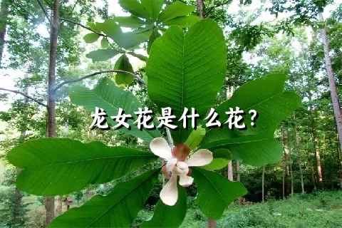 龙女花是什么花？