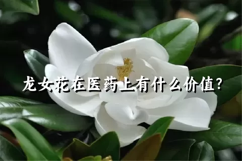 龙女花在医药上有什么价值？