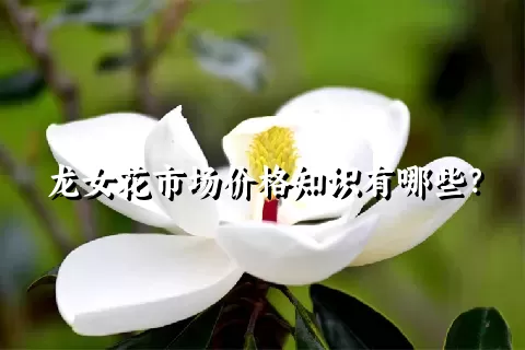 龙女花市场价格知识有哪些？