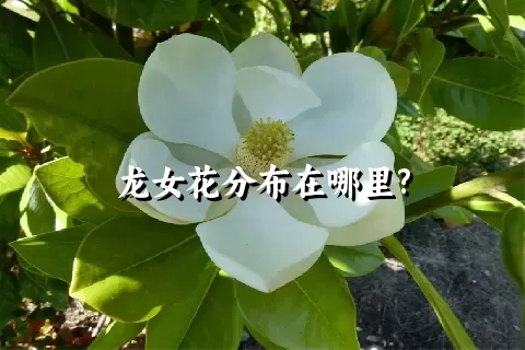 龙女花分布在哪里?