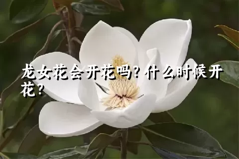 龙女花会开花吗？什么时候开花？