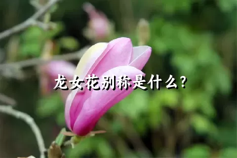 龙女花别称是什么？