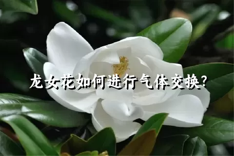 龙女花如何进行气体交换？