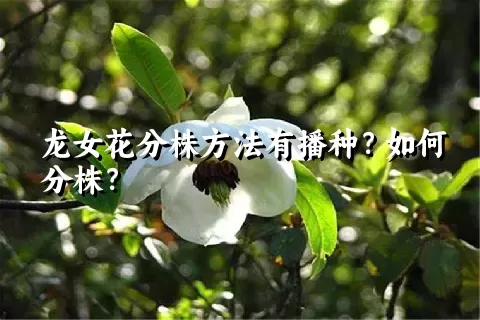 龙女花分株方法有播种？如何分株？