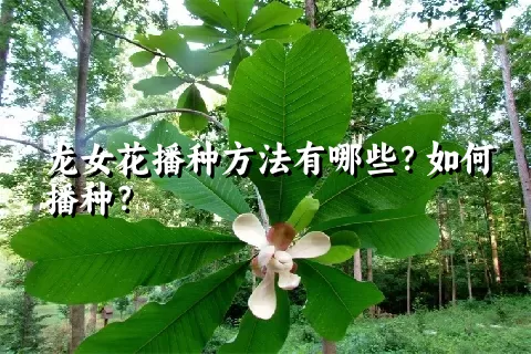 龙女花播种方法有哪些？如何播种？