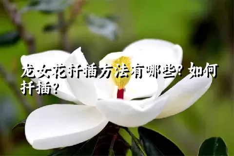 龙女花扦插方法有哪些？如何扦插？