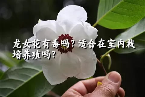 龙女花有毒吗？适合在室内栽培养殖吗？