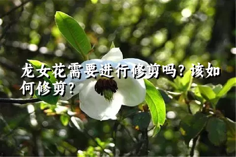 龙女花需要进行修剪吗？该如何修剪？