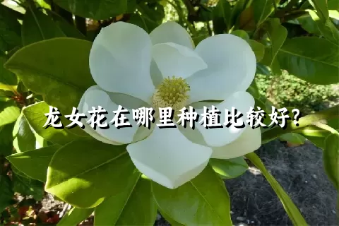 龙女花在哪里种植比较好？