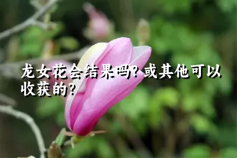 龙女花会结果吗？或其他可以收获的？