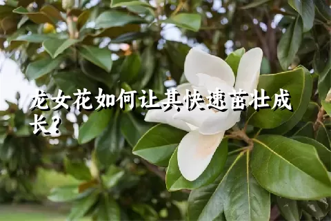 龙女花如何让其快速茁壮成长？