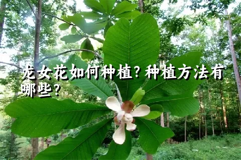 龙女花如何种植？种植方法有哪些？