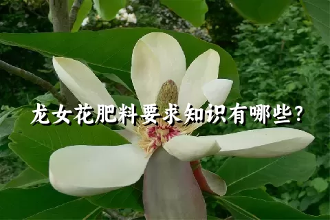 龙女花肥料要求知识有哪些？