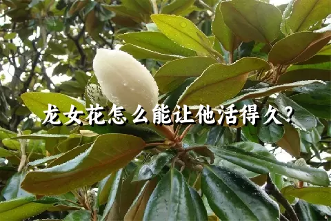 龙女花怎么能让他活得久？