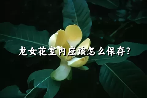 龙女花室内应该怎么保存？