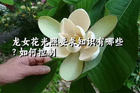 龙女花光照要求知识有哪些？如何控制