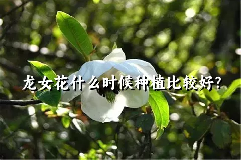 龙女花什么时候种植比较好？