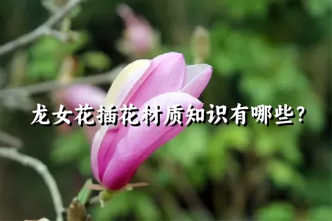 龙女花插花材质知识有哪些？