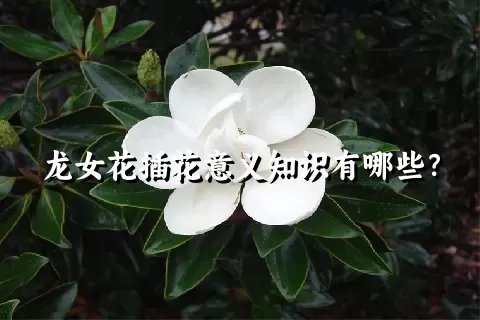 龙女花插花意义知识有哪些？